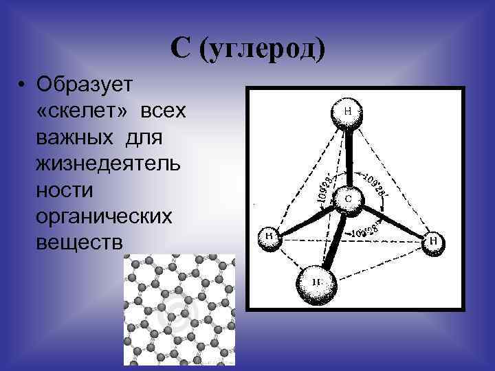 С (углерод) • Образует «скелет» всех важных для жизнедеятель ности органических веществ 