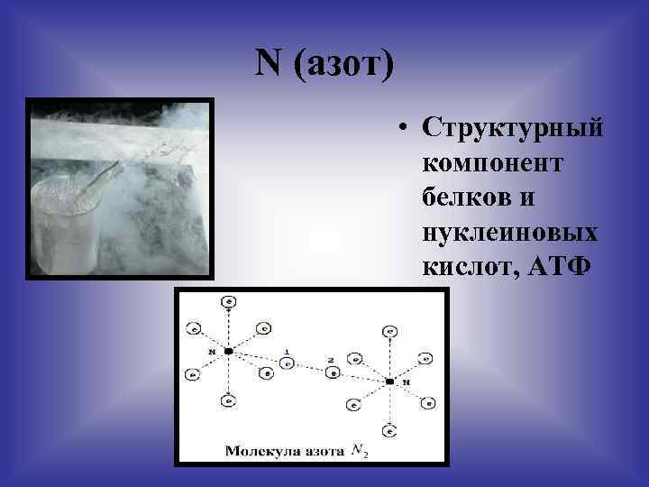 N (азот) • Структурный компонент белков и нуклеиновых кислот, АТФ 