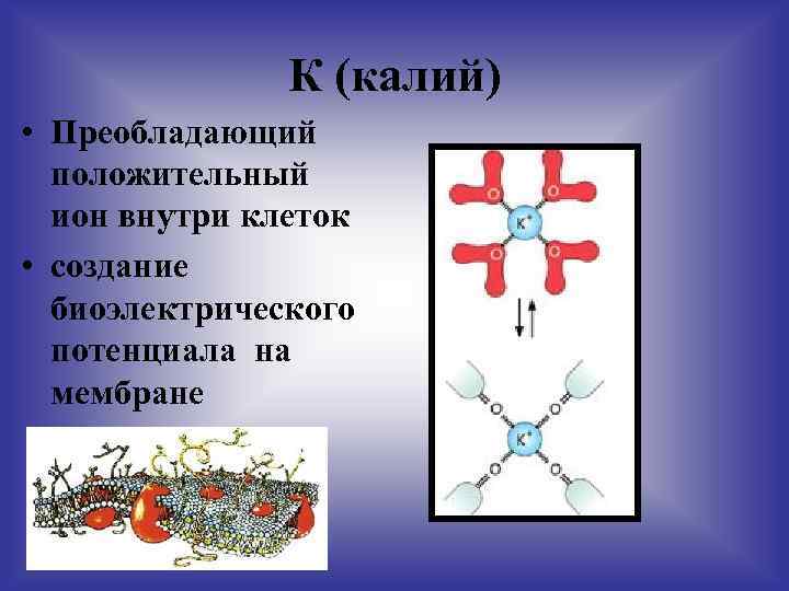 К (калий) • Преобладающий положительный ион внутри клеток • создание биоэлектрического потенциала на мембране