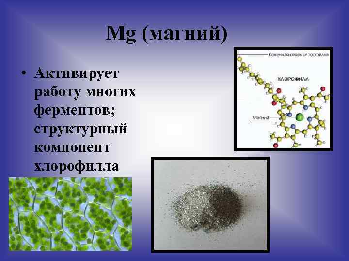 Mg (магний) • Активирует работу многих ферментов; структурный компонент хлорофилла 