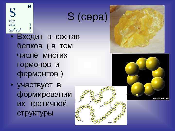 S (сера) • Входит в состав белков ( в том числе многих гормонов и