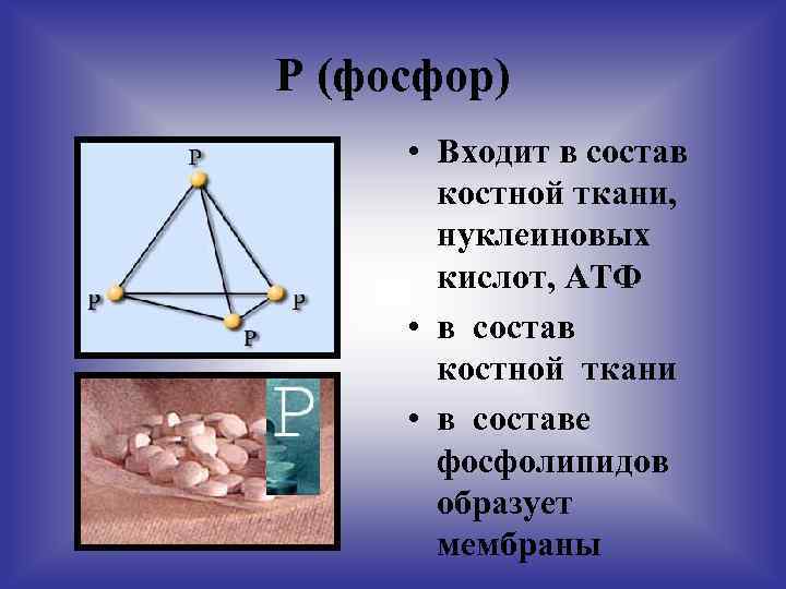 Р (фосфор) • Входит в состав костной ткани, нуклеиновых кислот, АТФ • в состав