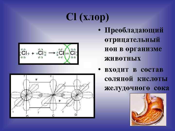 Cl (хлор) • Преобладающий отрицательный ион в организме животных • входит в состав соляной