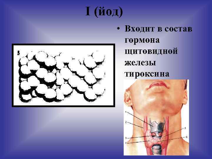 I (йод) • Входит в состав гормона щитовидной железы тироксина 