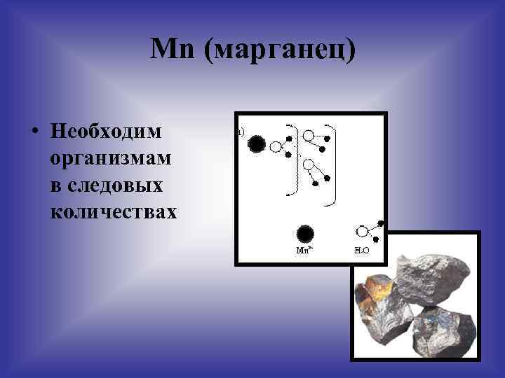 Mn (марганец) • Необходим организмам в следовых количествах 