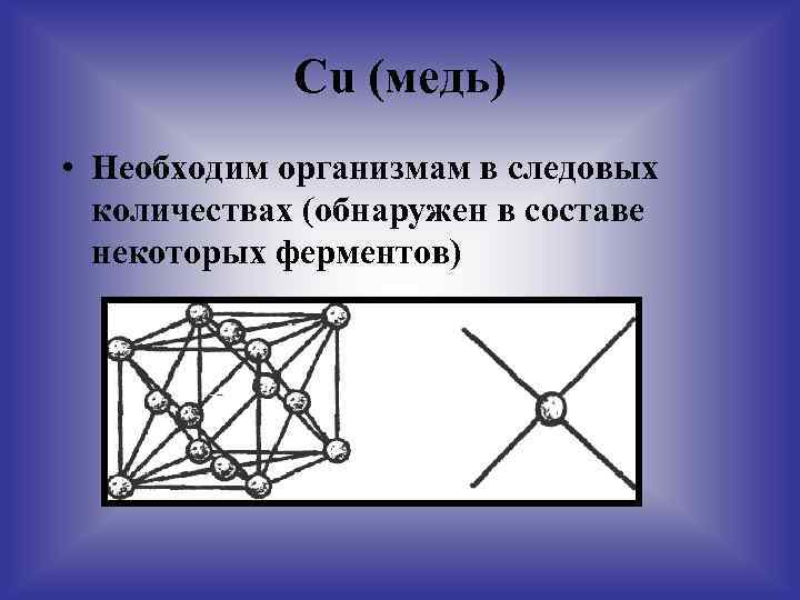 Сu (медь) • Необходим организмам в следовых количествах (обнаружен в составе некоторых ферментов) 