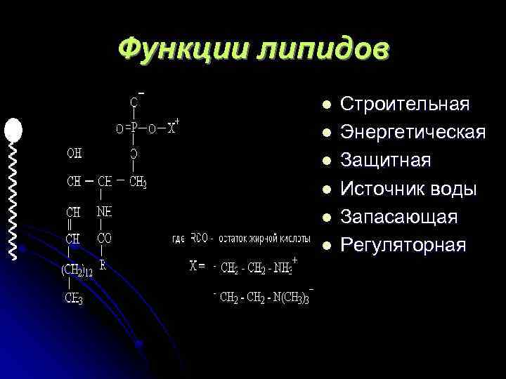 Функции липидов l l l Строительная Энергетическая Защитная Источник воды Запасающая Регуляторная 