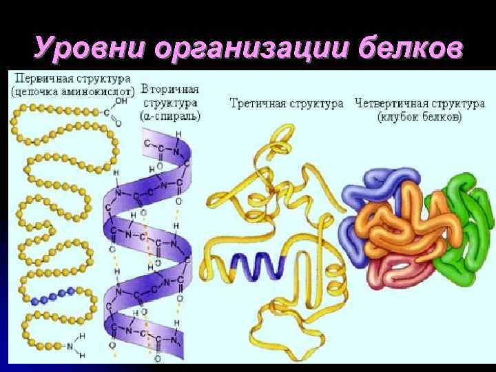 Уровни организации белков 