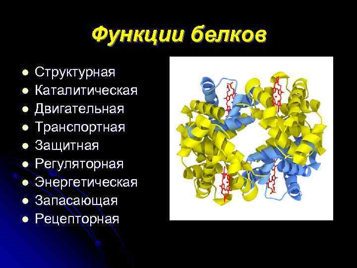 Функции белков l l l l l Структурная Каталитическая Двигательная Транспортная Защитная Регуляторная Энергетическая