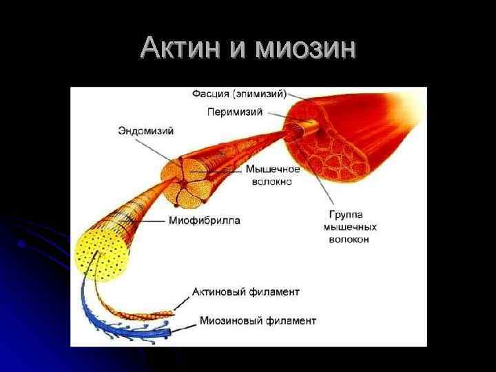 Актин и миозин 