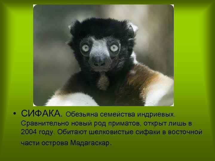  • СИФАКА. Обезьяна семейства индриевых. Сравнительно новый род приматов, открыт лишь в 2004
