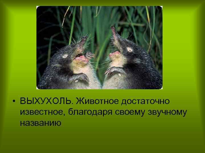  • ВЫХУХОЛЬ. Животное достаточно известное, благодаря своему звучному названию 