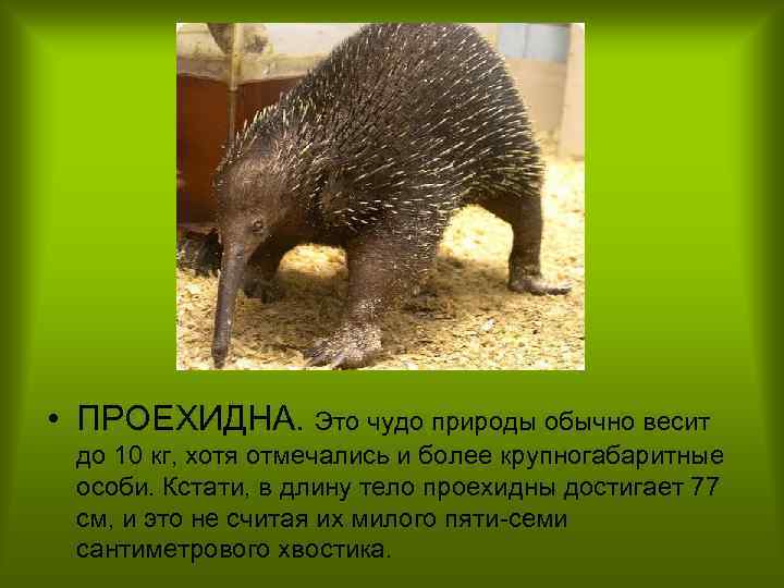  • ПРОЕХИДНА. Это чудо природы обычно весит до 10 кг, хотя отмечались и
