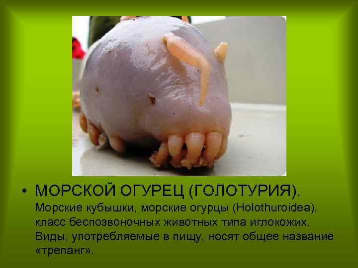  • МОРСКОЙ ОГУРЕЦ (ГОЛОТУРИЯ). Морские кубышки, морские огурцы (Holothuroidea), класс беспозвоночных животных типа