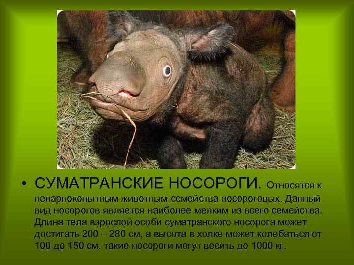  • СУМАТРАНСКИЕ НОСОРОГИ. Относятся к непарнокопытным животным семейства носороговых. Данный вид носорогов является