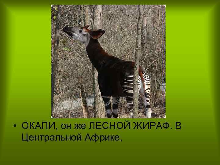  • ОКАПИ, он же ЛЕСНОЙ ЖИРАФ. В Центральной Африке, 