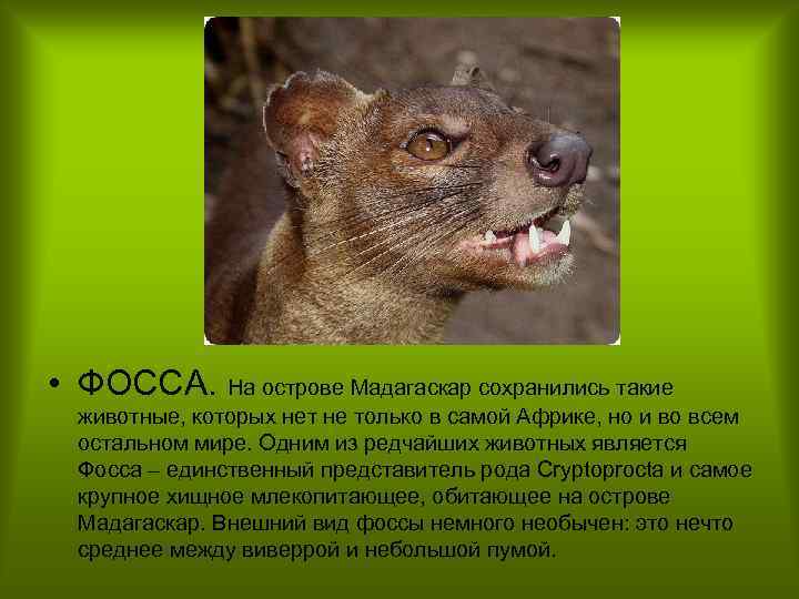  • ФОССА. На острове Мадагаскар сохранились такие животные, которых нет не только в