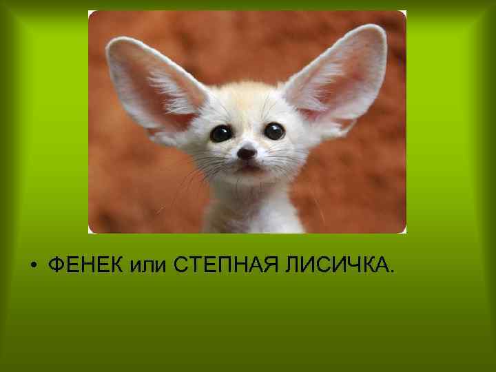  • ФЕНЕК или СТЕПНАЯ ЛИСИЧКА. 