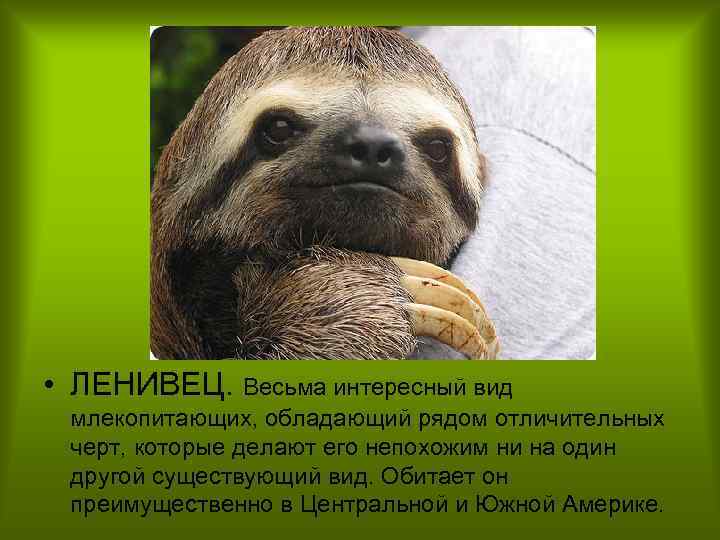  • ЛЕНИВЕЦ. Весьма интересный вид млекопитающих, обладающий рядом отличительных черт, которые делают его