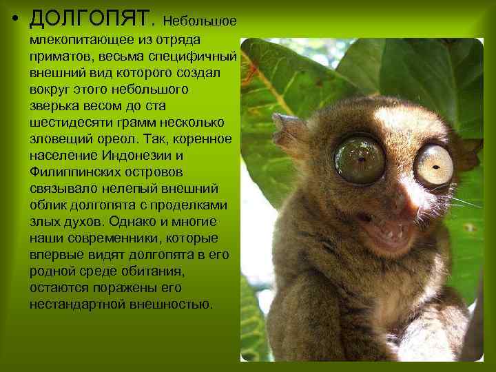  • ДОЛГОПЯТ. Небольшое млекопитающее из отряда приматов, весьма специфичный внешний вид которого создал