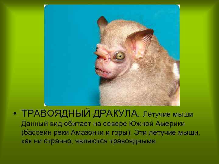  • ТРАВОЯДНЫЙ ДРАКУЛА. Летучие мыши Данный вид обитает на севере Южной Америки (бассейн