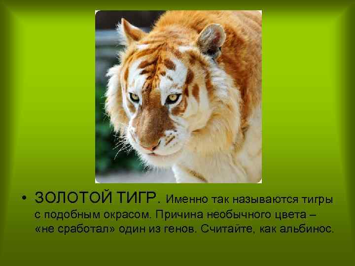  • ЗОЛОТОЙ ТИГР. Именно так называются тигры с подобным окрасом. Причина необычного цвета