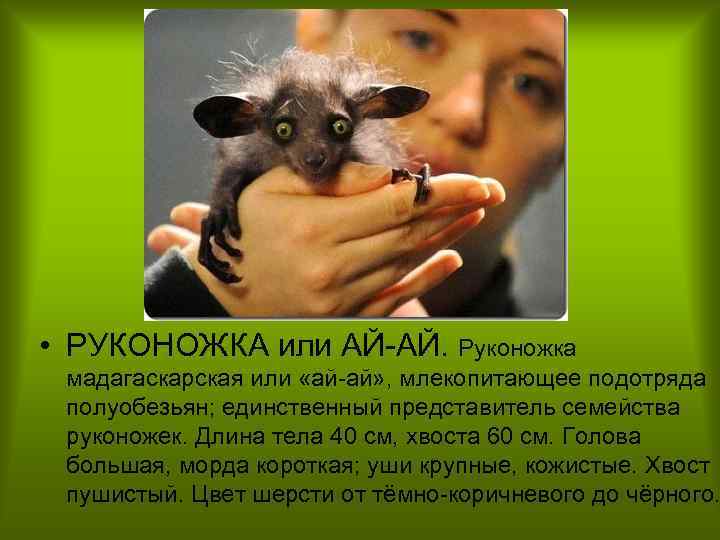  • РУКОНОЖКА или АЙ АЙ. Руконожка мадагаскарская или «ай ай» , млекопитающее подотряда