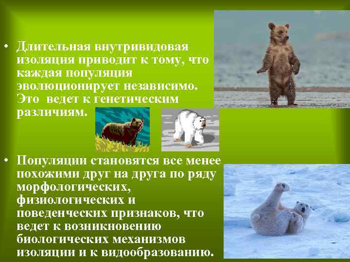  • Длительная внутривидовая изоляция приводит к тому, что каждая популяция эволюционирует независимо. Это
