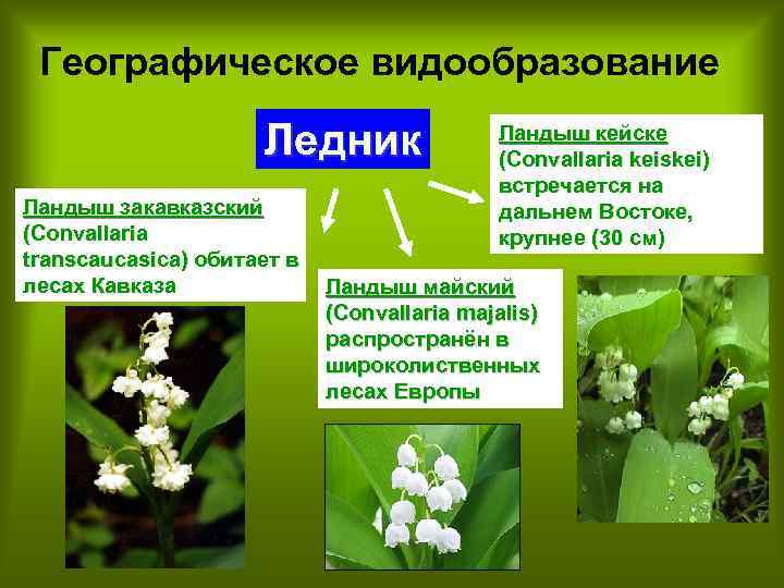 Географическое видообразование Ледник Ландыш закавказский (Convallaria transcaucasica) обитает в лесах Кавказа Ландыш кейске (Convallaria