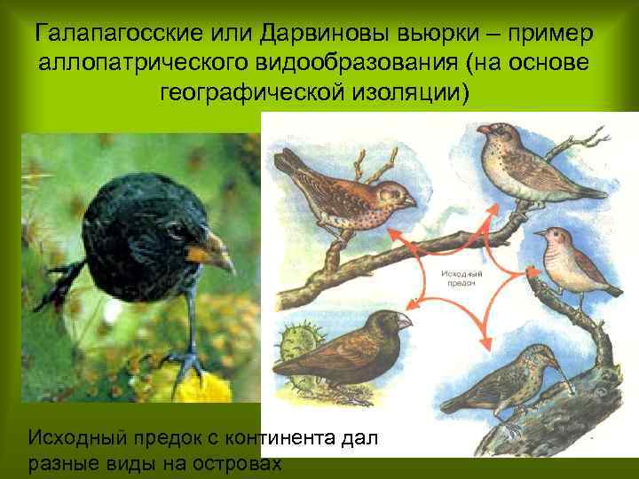 Галапагосские или Дарвиновы вьюрки – пример аллопатрического видообразования (на основе географической изоляции) Исходный предок