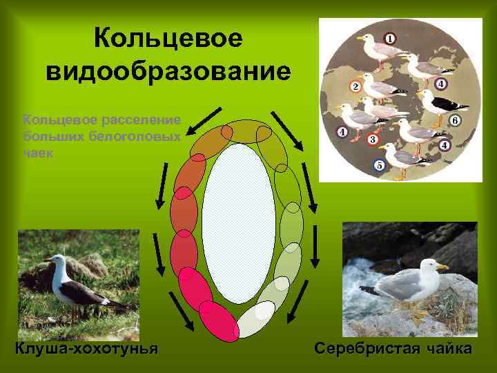 Кольцевое видообразование Кольцевое расселение больших белоголовых чаек Клуша хохотунья Серебристая чайка 