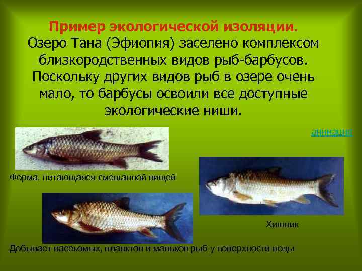 Пример экологической изоляции. Озеро Тана (Эфиопия) заселено комплексом близкородственных видов рыб-барбусов. Поскольку других видов