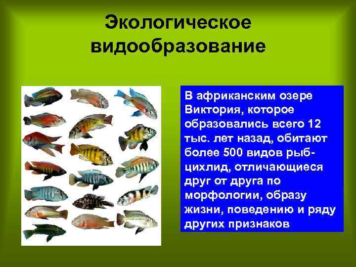 Экологическое видообразование В африканским озере Виктория, которое образовались всего 12 тыс. лет назад, обитают