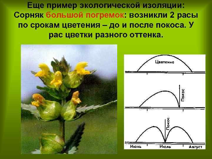 Еще пример экологической изоляции: Сорняк большой погремок: возникли 2 расы по срокам цветения –