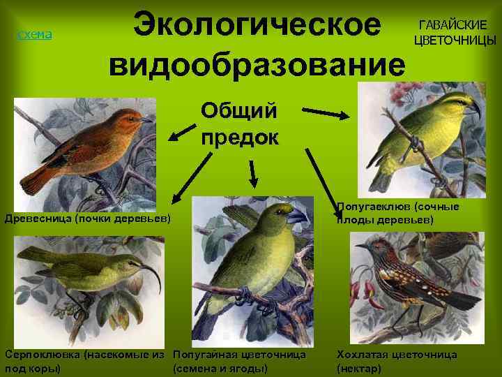 схема Экологическое видообразование ГАВАЙСКИЕ ЦВЕТОЧНИЦЫ Общий предок Древесница (почки деревьев) Попугаеклюв (сочные плоды деревьев)