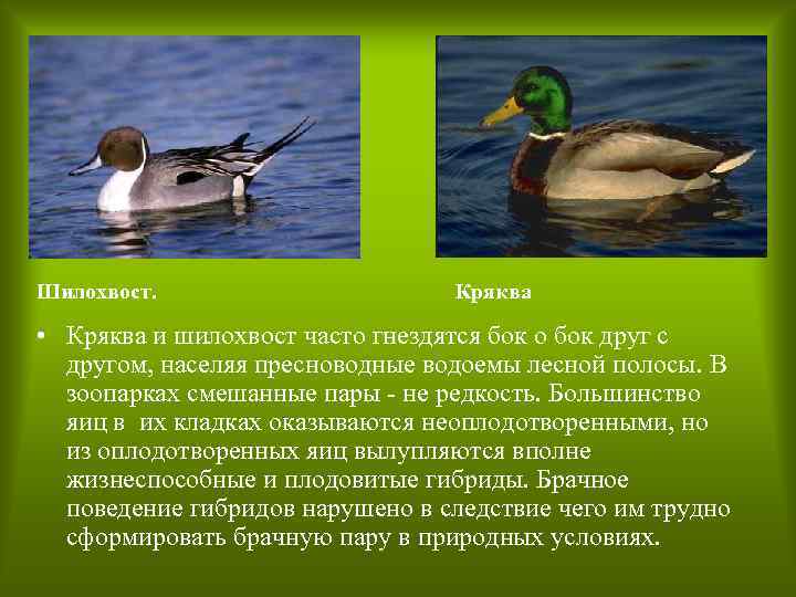 Шилохвост. Кряква • Кряква и шилохвост часто гнездятся бок о бок друг с другом,