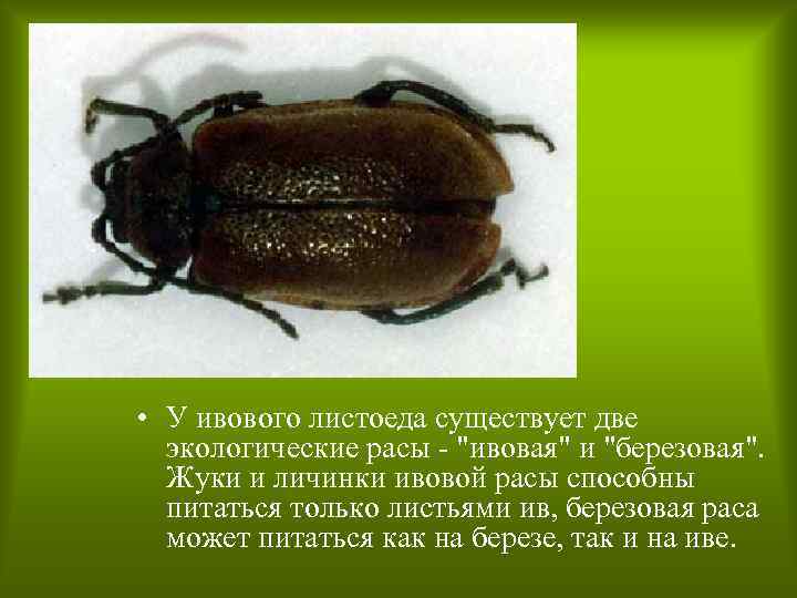  • У ивового листоеда существует две экологические расы - "ивовая" и "березовая". Жуки