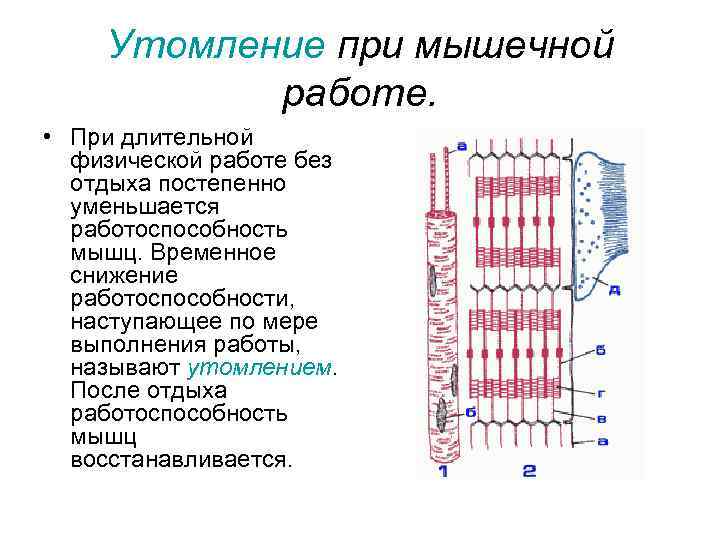 Утомление при мышечной работе. • При длительной физической работе без отдыха постепенно уменьшается работоспособность