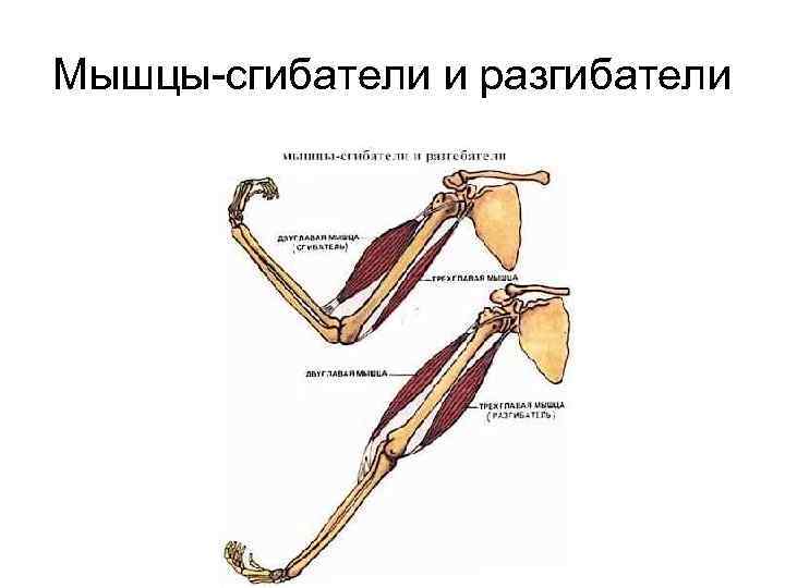 Мышцы-сгибатели и разгибатели 