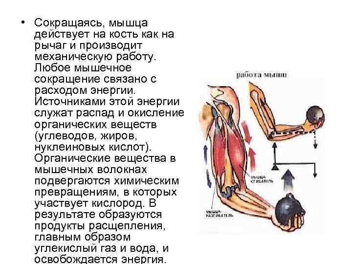  • Сокращаясь, мышца действует на кость как на рычаг и производит механическую работу.