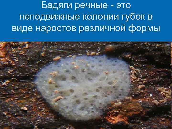 Бадяги речные - это неподвижные колонии губок в виде наростов различной формы 