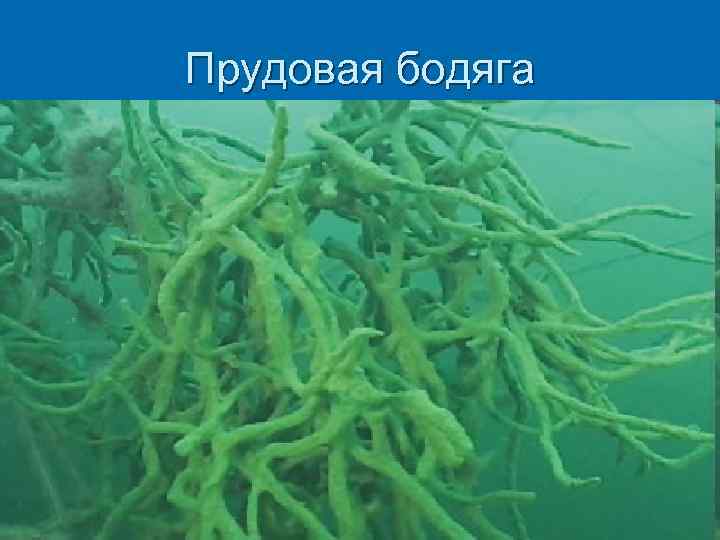 Прудовая бодяга 