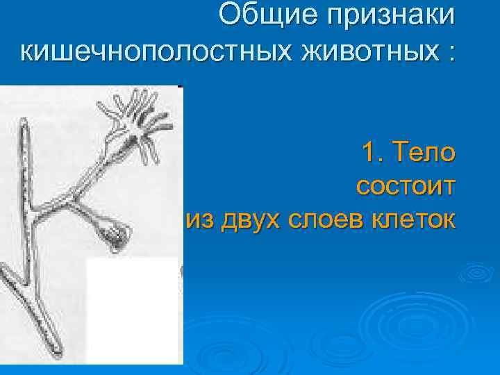 Общие признаки кишечнополостных животных : 1. Тело состоит из двух слоев клеток 