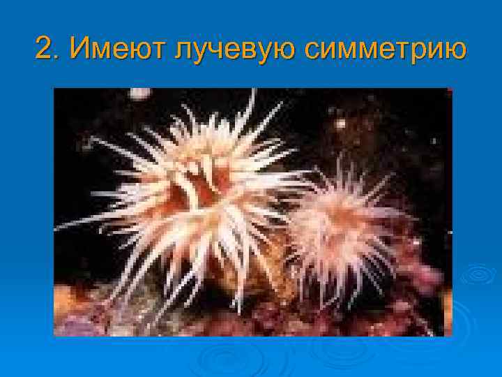 2. Имеют лучевую симметрию 