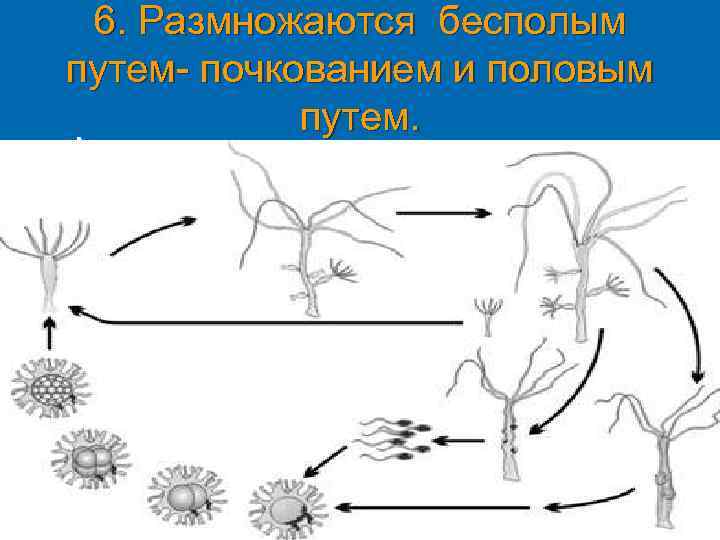 6. Размножаются бесполым путем- почкованием и половым путем. Активно плавающие медузы выпускают в воду