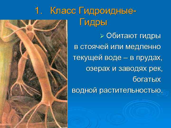 1. Класс Гидроидные. Гидры Ø Обитают гидры в стоячей или медленно текущей воде –