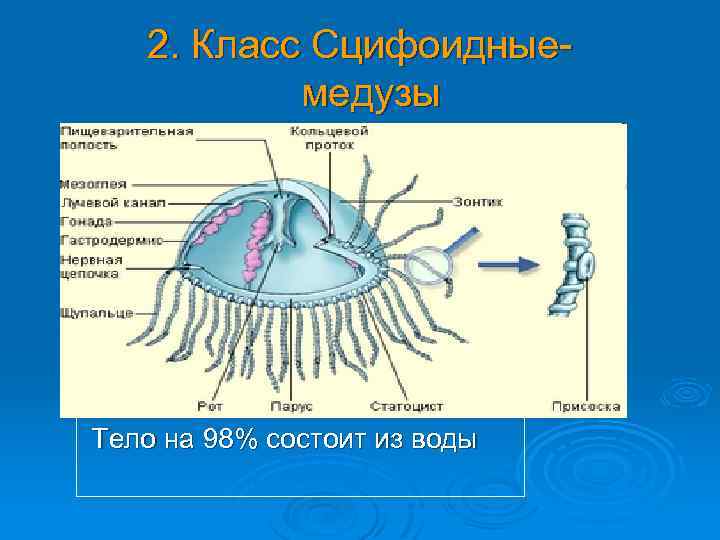 2. Класс Сцифоидныемедузы Тело на 98% состоит из воды 