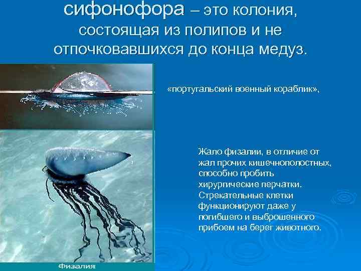 сифонофора – это колония, состоящая из полипов и не отпочковавшихся до конца медуз. «португальский