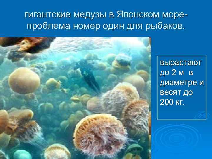 гигантские медузы в Японском морепроблема номер один для рыбаков. вырастают до 2 м в