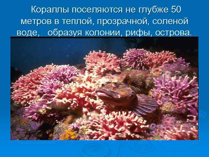 Кораллы поселяются не глубже 50 метров в теплой, прозрачной, соленой воде, образуя колонии, рифы,